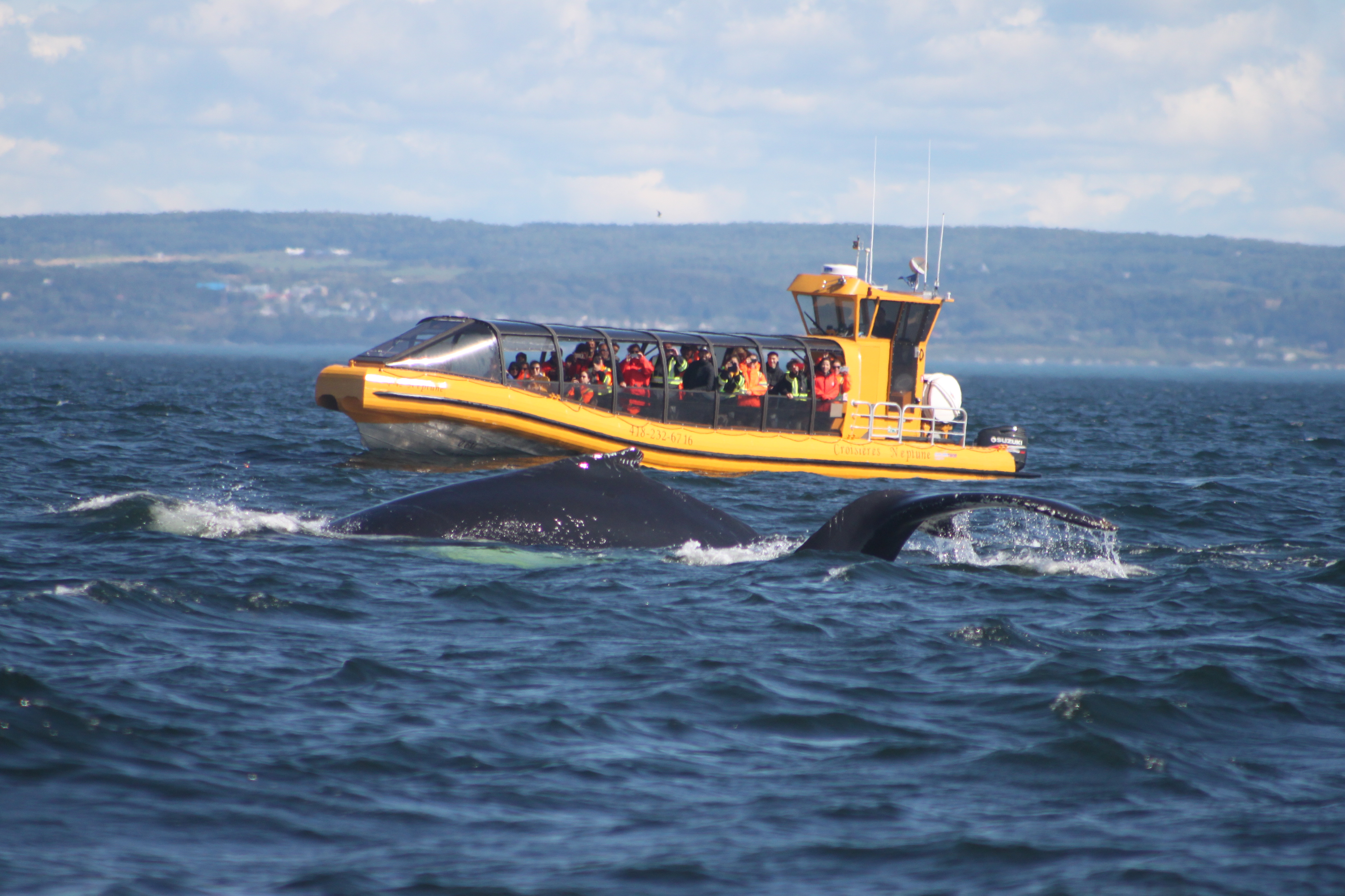 Croisières Baleines Tadoussac